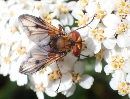 Ectophasia crassipennis